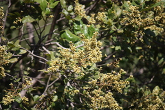 Sapindus emarginatus